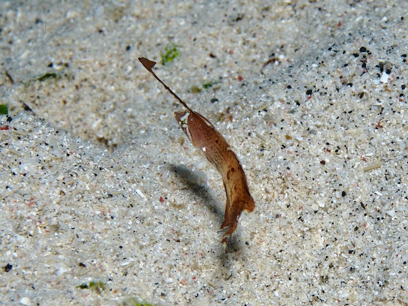 Fish, Home Reef